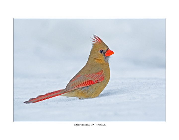 7023 northern cardinal female .jpg